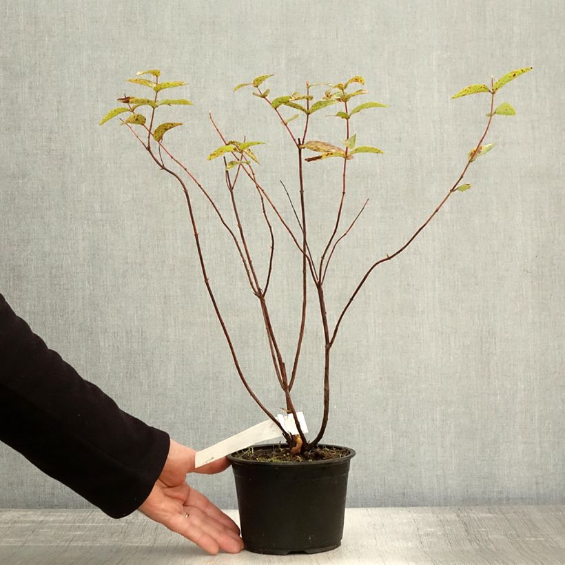 Exemplar von Hypericum Elstead - Johanniskraut Topf mit 1,5L/2L wie im Herbst geliefert