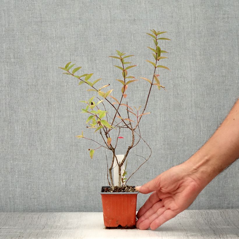Exemplar von Hypericum moserianum Tricolor - Johanniskraut Kleine Töpfe von 8/9 cm wie im Sommer geliefert