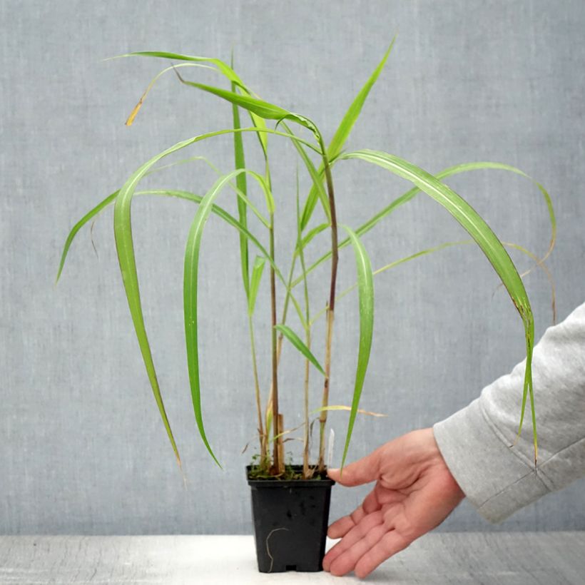 Exemplar von Riesen-Chinaschilf - Miscanthus floridulus Kleine Töpfe von 8/9 cm wie im Sommer geliefert