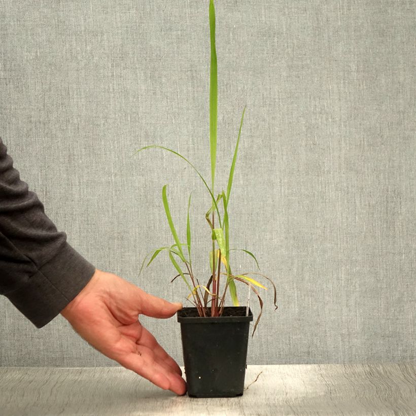 Exemplar von Nepal-Chinaschilf - Miscanthus nepalensis Kleine Töpfe von 8/9 cm wie im Sommer geliefert