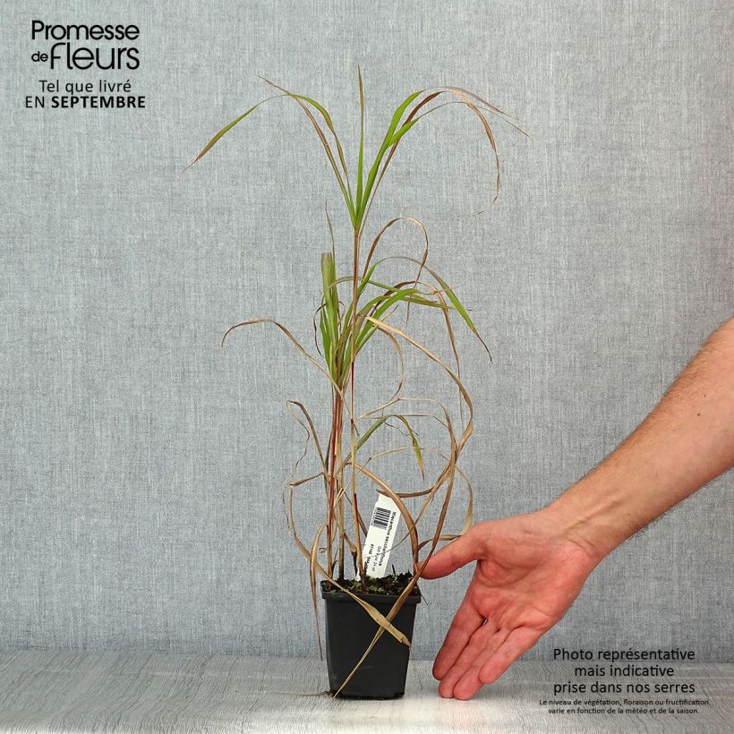 Exemplar von Amur-Silbergras - Miscanthus sacchariflorus Kleine Töpfe von 8/9 cm wie im Sommer geliefert