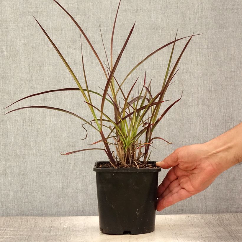 Exemplar von Chinaschilf Boucle - Miscanthus sinensis Topf mit 1,5L/2L wie im Sommer geliefert
