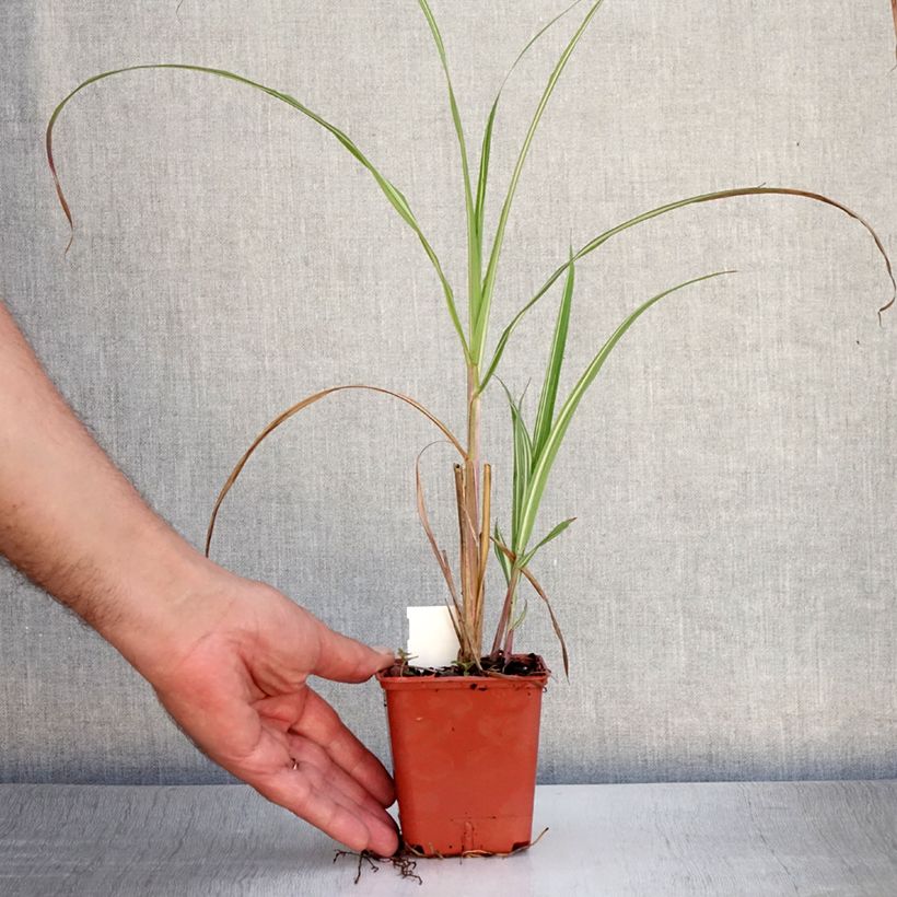 Exemplar von Chinaschilf Cabaret - Miscanthus sinensis var.condensatus Kleine Töpfe von 8/9 cm wie im Sommer geliefert