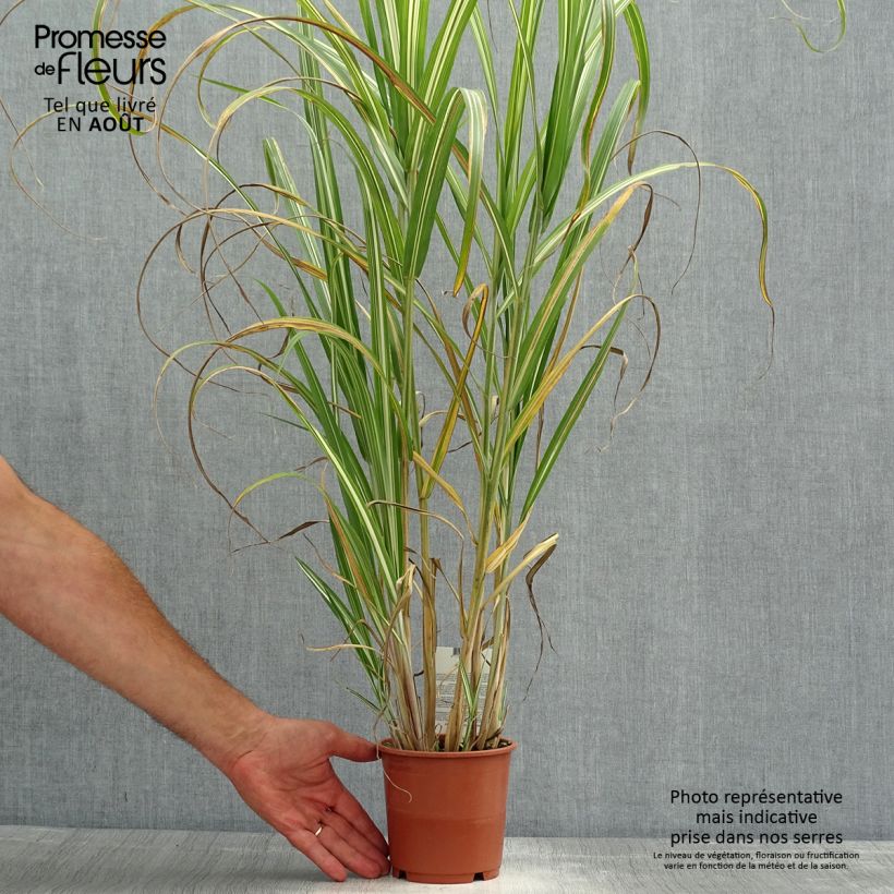 Exemplar von Chinaschilf Cabaret - Miscanthus sinensis var.condensatus Topf mit 1L/1,5L wie im Sommer geliefert