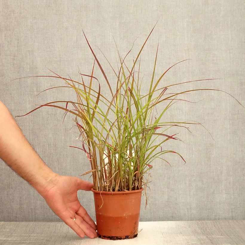 Exemplar von Chinaschilf China - Miscanthus sinensis Topf mit 1L/1,5L wie im Sommer geliefert