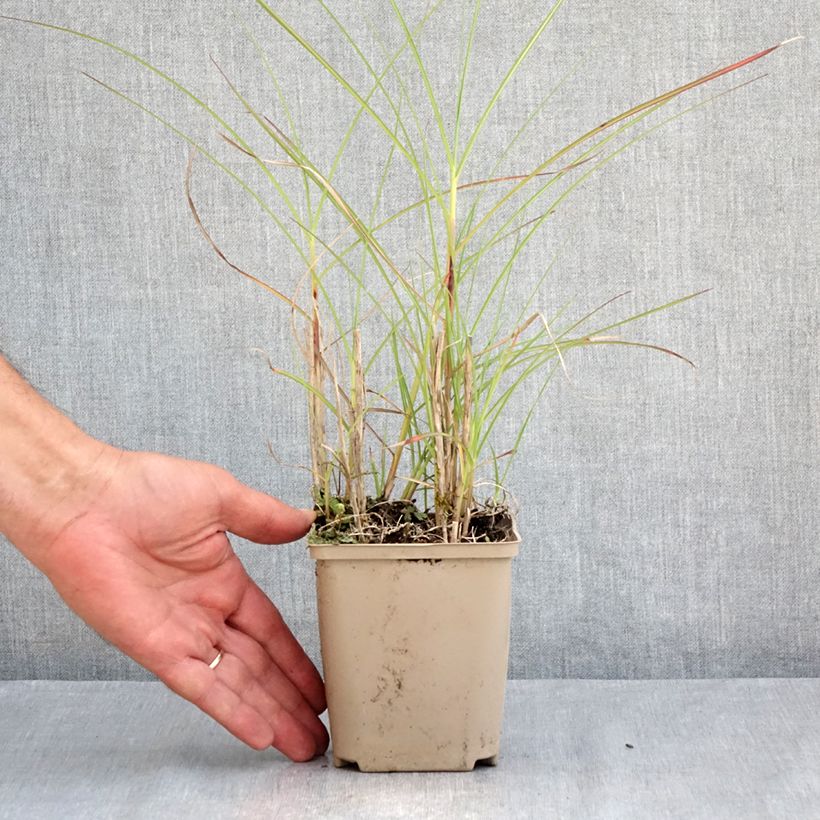 Exemplar von Chinaschilf China - Miscanthus sinensis Kleine Töpfe von 8/9 cm wie im Sommer geliefert