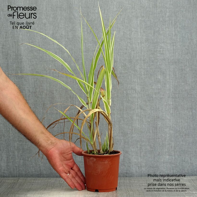 Exemplar von Chinaschilf var. condensatus Cosmopolitan - Miscanthus sinensis Topf mit 1L/1,5L wie im Sommer geliefert