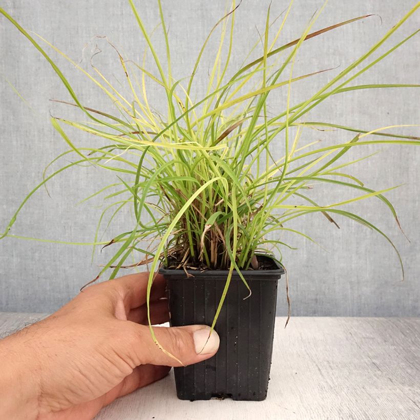 Exemplar von Chinaschilf Cute One - Miscanthus sinensis Kleine Töpfe von 8/9 cm wie im Sommer geliefert