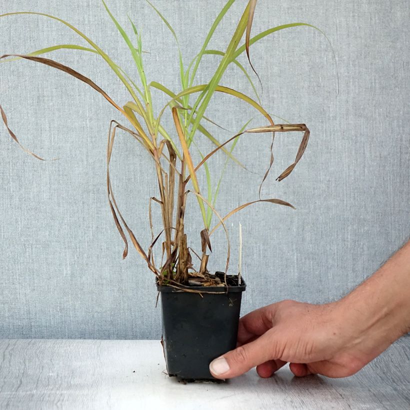 Exemplar von Chinaschilf Emmanuel Lepage - Miscanthus sinensis Kleine Töpfe von 8/9 cm wie im Sommer geliefert