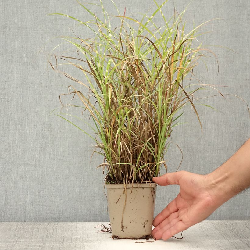 Exemplar von Chinaschilf Etincelle - Miscanthus sinensis Kleine Töpfe von 8/9 cm wie im Sommer geliefert
