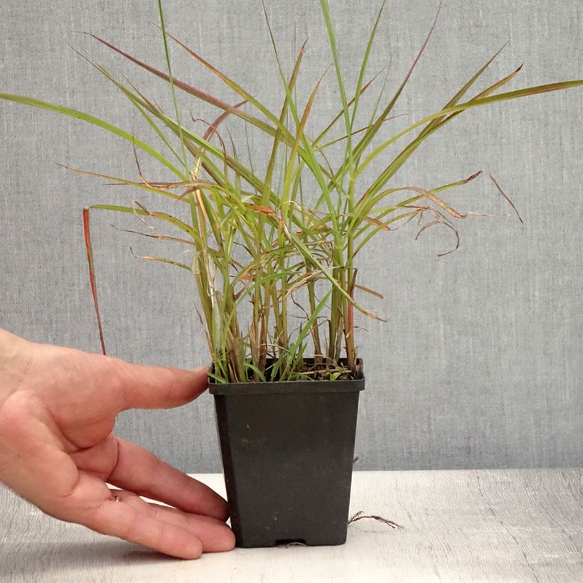 Exemplar von Chinaschilf Ferner Osten - Miscanthus sinensis Kleine Töpfe von 8/9 cm wie im Sommer geliefert