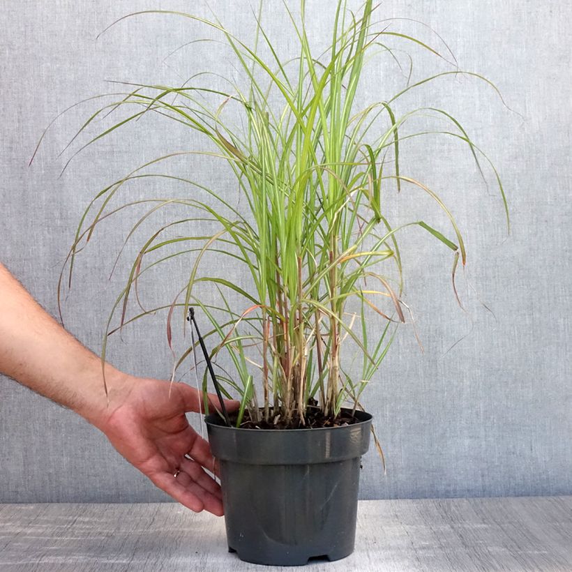 Exemplar von Chinaschilf Flamingo - Miscanthus sinensis Topf mit 2L/3L wie im Sommer geliefert
