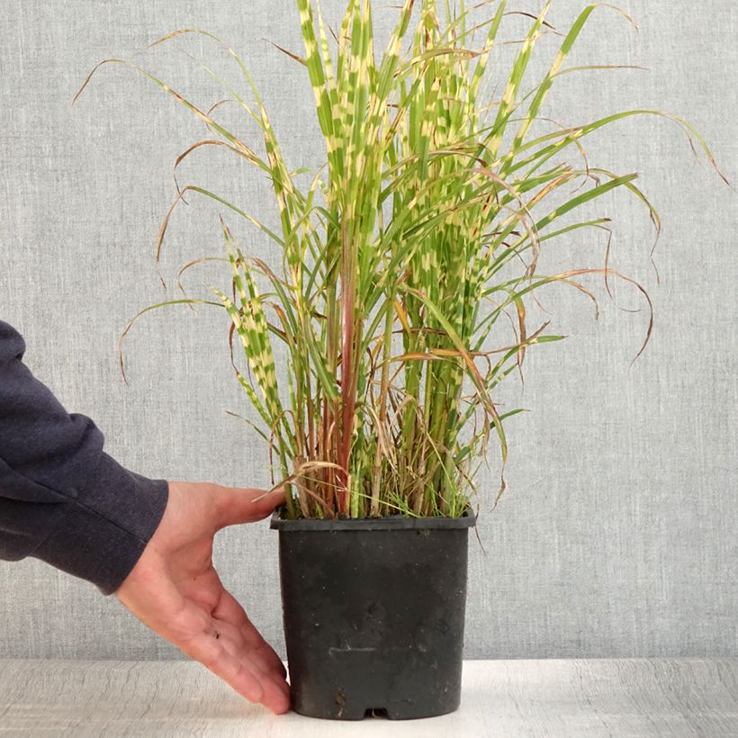Exemplar von Chinaschilf Gold Bar - Miscanthus sinensis Topf mit 2L/3L wie im Sommer geliefert