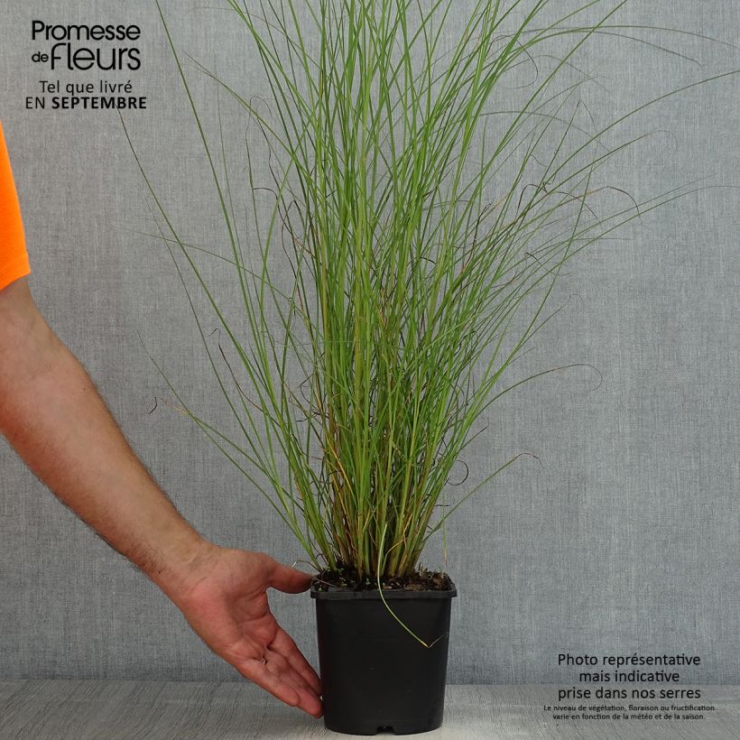 Exemplar von Chinaschilf Gracillimus - Miscanthus sinensis Topf mit 2L/3L wie im Sommer geliefert