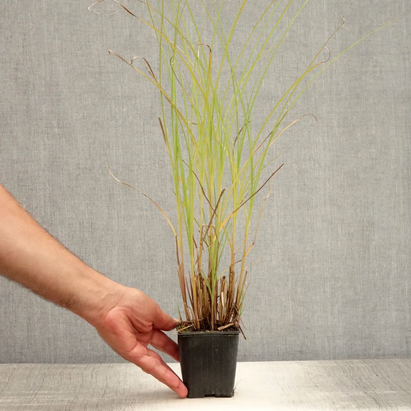 Exemplar von Chinaschilf Gracillimus - Miscanthus sinensis Kleine Töpfe von 8/9 cm wie im Sommer geliefert
