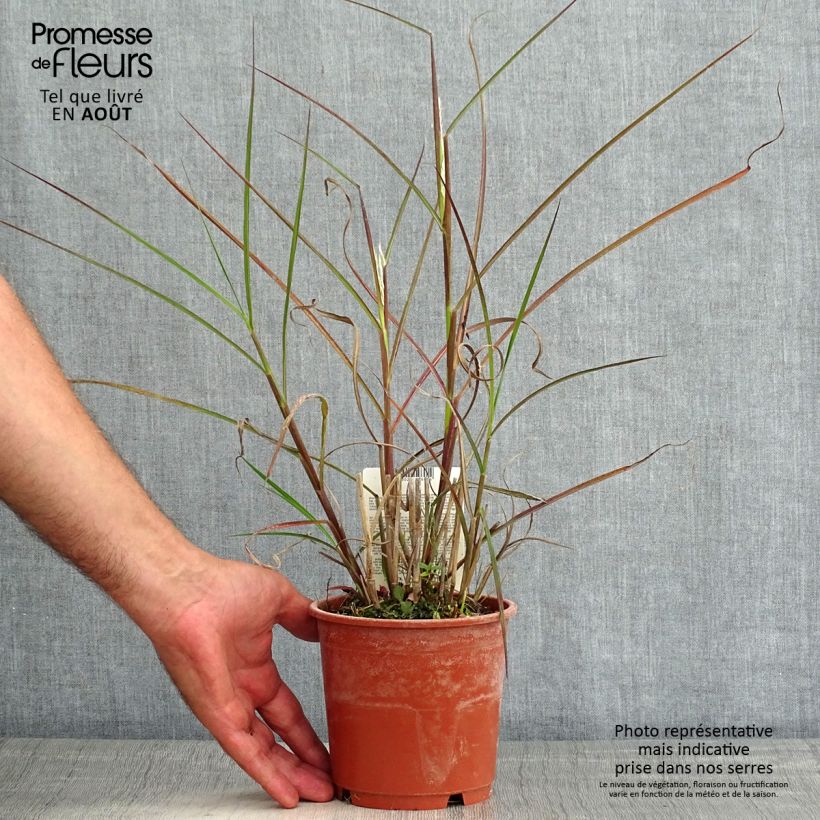 Exemplar von Chinaschilf Kaskade - Miscanthus sinensis Topf mit 1L/1,5L wie im Sommer geliefert