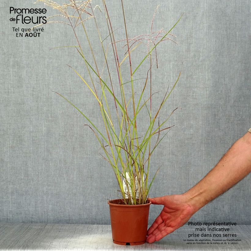 Exemplar von Chinaschilf Kleine Fontäne - Miscanthus sinensis Topf mit 1L/1,5L wie im Sommer geliefert
