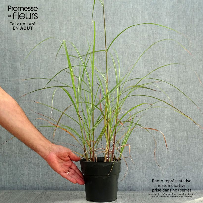 Exemplar von Chinaschilf Kleine Fontäne - Miscanthus sinensis Topf mit 3L/4L wie im Sommer geliefert