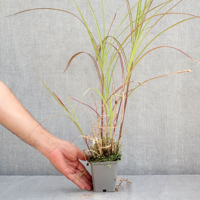 Exemplar von Chinaschilf Kleine Fontäne - Miscanthus sinensis Kleine Töpfe von 8/9 cm wie im Sommer geliefert