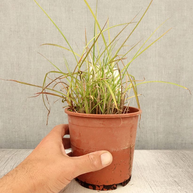 Exemplar von Chinaschilf Kleine Silberspinne - Miscanthus sinensis Topf mit 1L/1,5L wie im Sommer geliefert