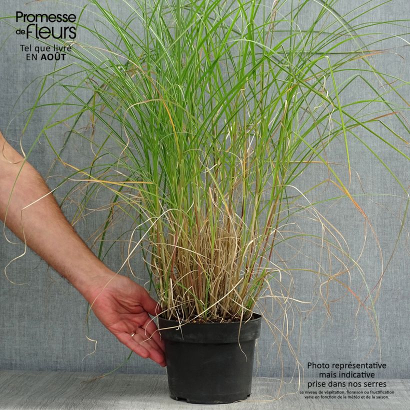 Exemplar von Chinaschilf Kleine Silberspinne - Miscanthus sinensis Topf mit 4L/5L wie im Sommer geliefert
