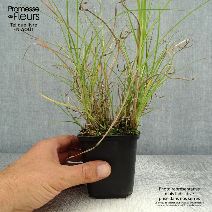 Exemplar von Chinaschilf Krater - Miscanthus sinensis Kleine Töpfe von 8/9 cm wie im Sommer geliefert