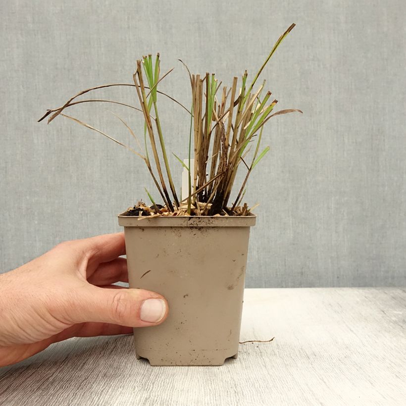 Exemplar von Chinaschilf Little Miss - Miscanthus sinensis Kleine Töpfe von 8/9 cm wie im Herbst geliefert