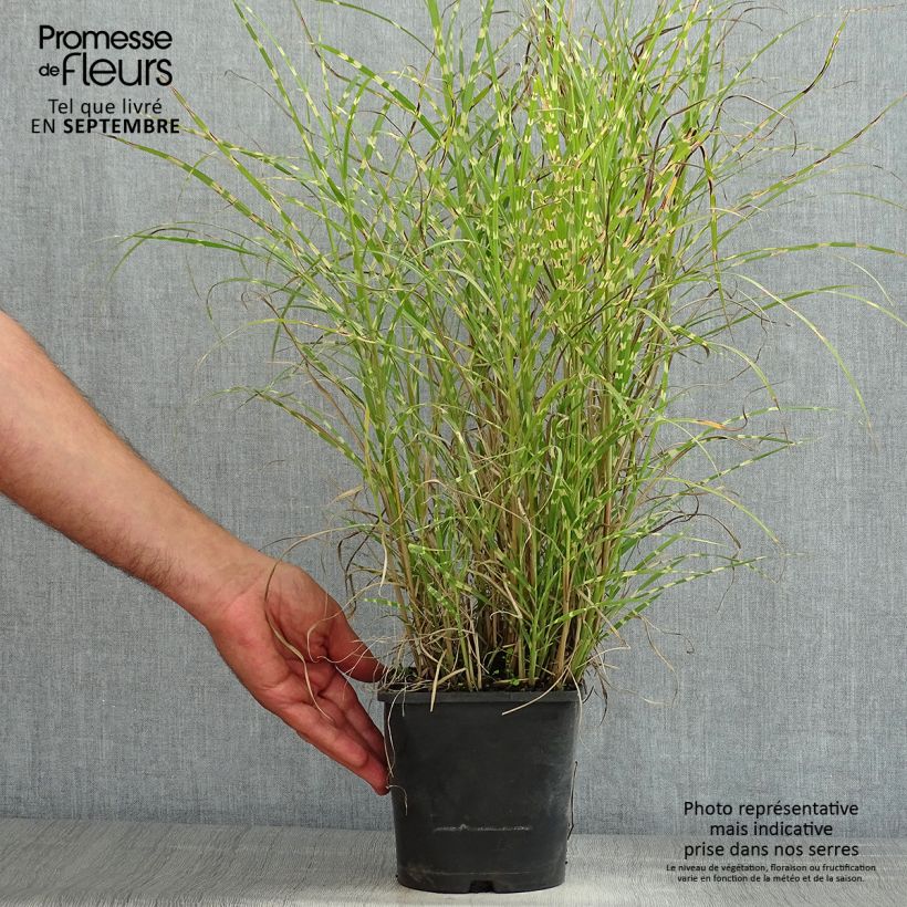 Exemplar von Chinaschilf Little Zebra - Miscanthus sinensis Topf mit 2L/3L wie im Sommer geliefert