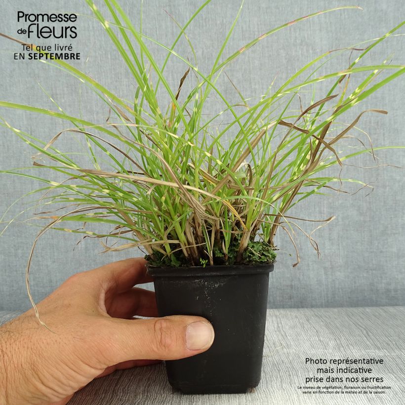 Exemplar von Chinaschilf Little Zebra - Miscanthus sinensis Kleine Töpfe von 8/9 cm wie im Sommer geliefert
