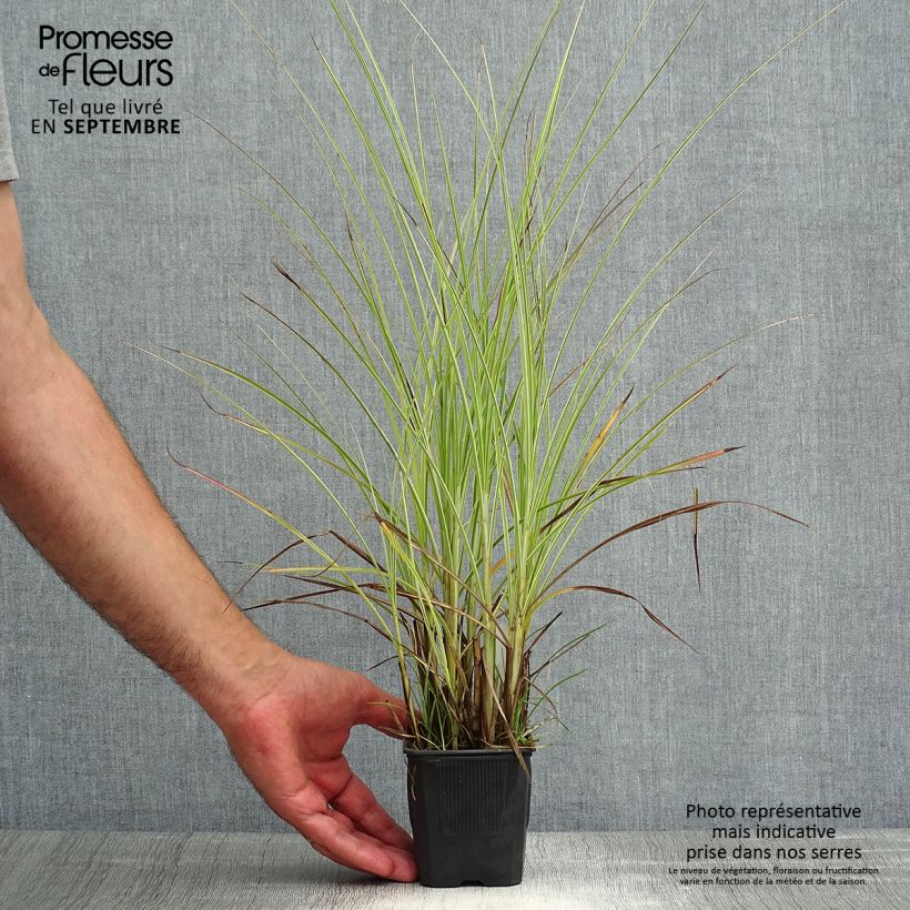 Exemplar von Chinaschilf Morning Light - Miscanthus sinensis Kleine Töpfe von 8/9 cm wie im Sommer geliefert