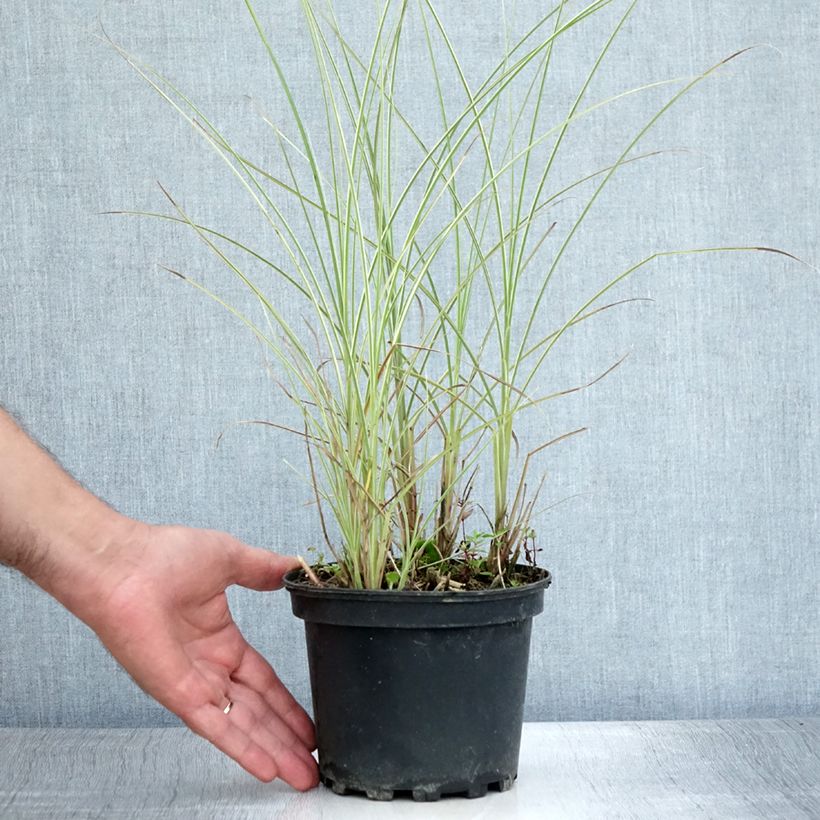 Exemplar von Chinaschilf Morning Light - Miscanthus sinensis Topf mit 2L/3L wie im Sommer geliefert