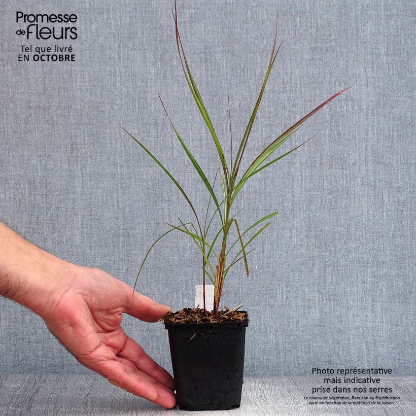 Exemplar von Chinaschilf Purple Fall - Miscanthus sinensis Kleine Töpfe von 8/9 cm wie im Herbst geliefert