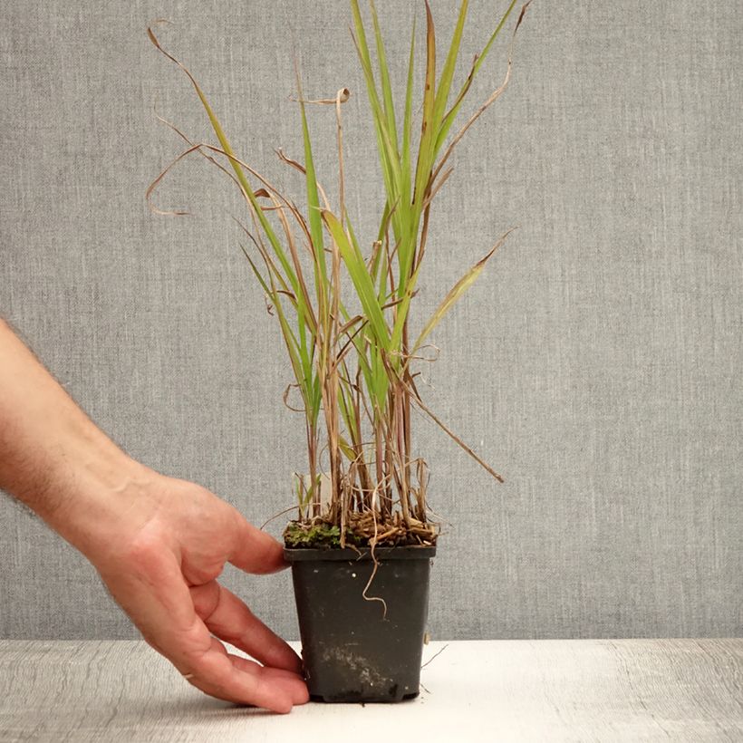 Exemplar von Chinaschilf Purpurascens - Miscanthus sinensis Kleine Töpfe von 8/9 cm wie im Sommer geliefert