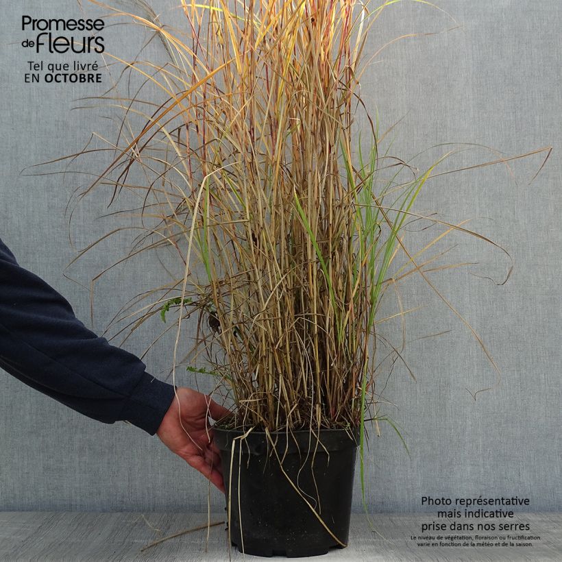 Exemplar von Chinaschilf Red Chief - Miscanthus sinensis Topf mit 4L/5L wie im Herbst geliefert