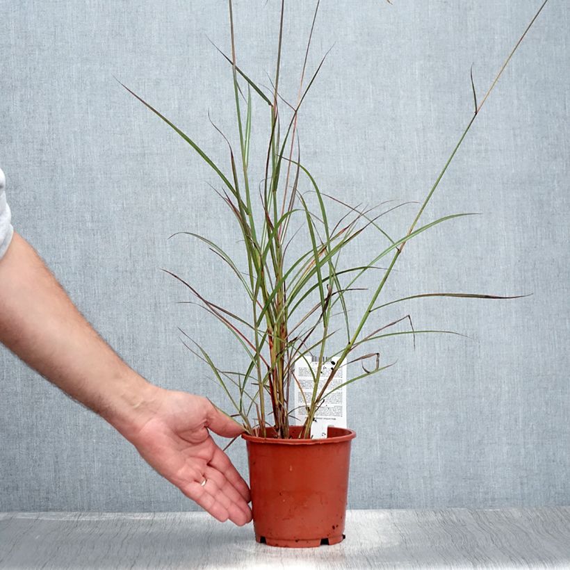 Exemplar von Chinaschilf Samurai - Miscanthus sinensis Topf mit 1L/1,5L wie im Sommer geliefert