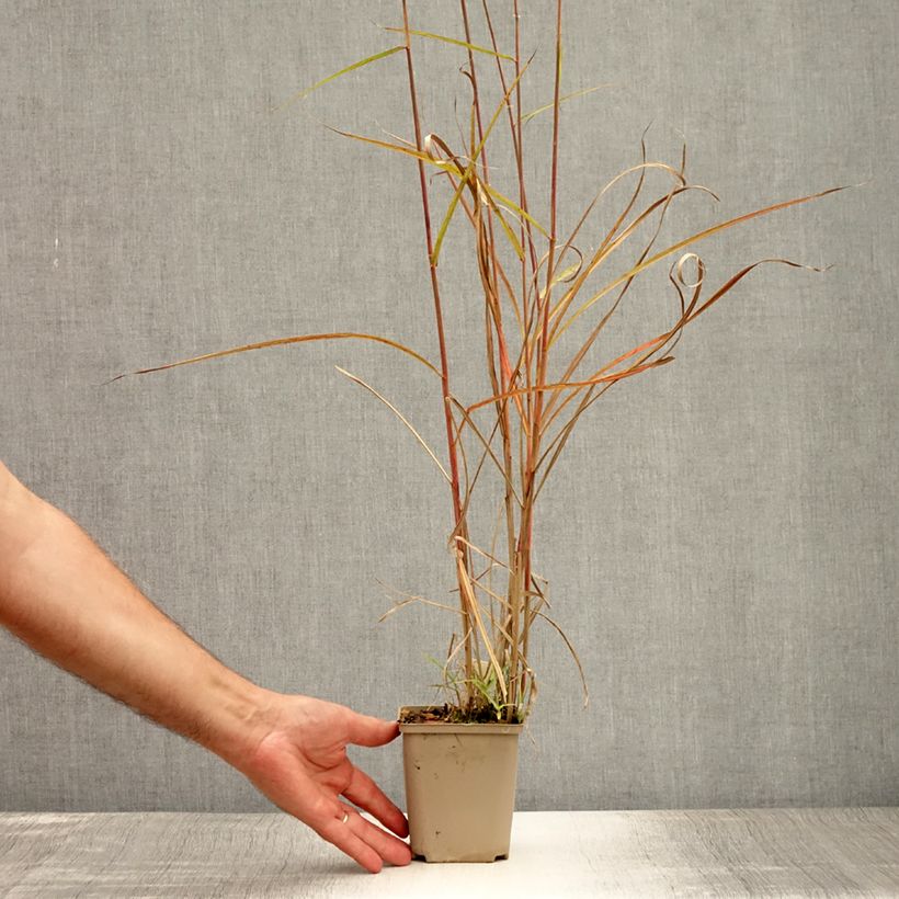Exemplar von Chinaschilf Sarabande - Miscanthus sinensis Kleine Töpfe von 8/9 cm wie im Sommer geliefert