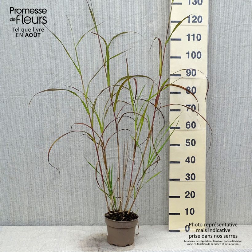 Exemplar von Chinaschilf Silberfeder - Miscanthus sinensis Topf mit 2L/3L wie im Sommer geliefert