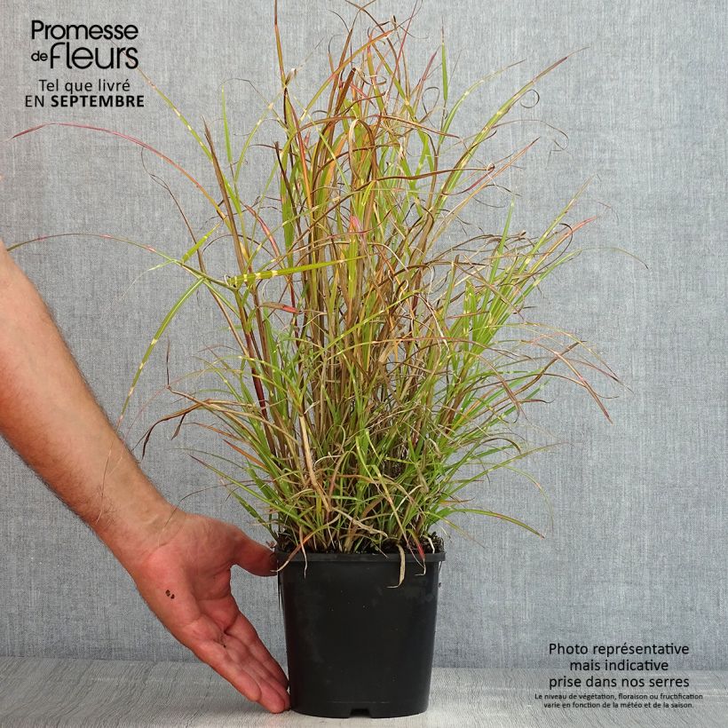 Exemplar von Chinaschilf Strictus Dwarf - Miscanthus sinensis Topf mit 2L/3L wie im Sommer geliefert