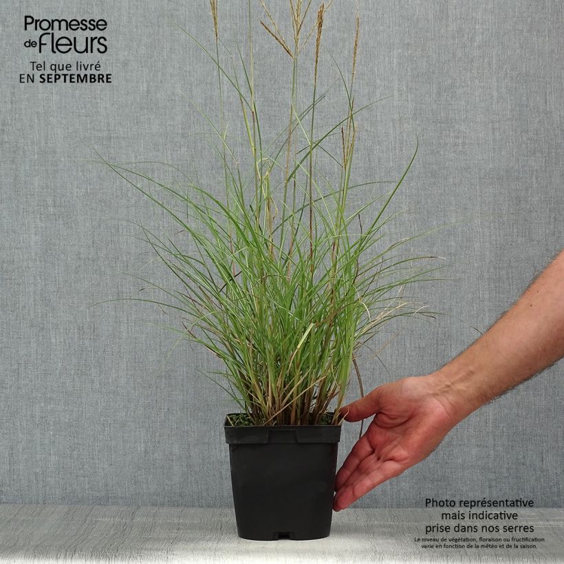 Exemplar von Chinaschilf Yaku-Jima - Miscanthus sinensis Topf mit 2L/3L wie im Sommer geliefert