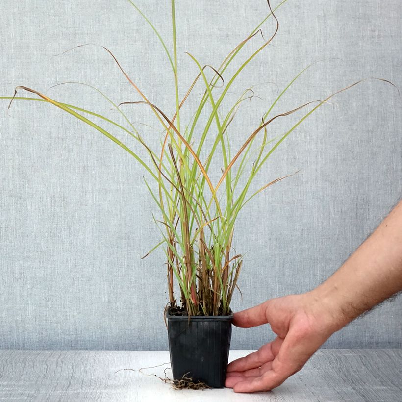 Exemplar von Chinaschilf - Miscanthus transmorrisonensis Kleine Töpfe von 8/9 cm wie im Sommer geliefert