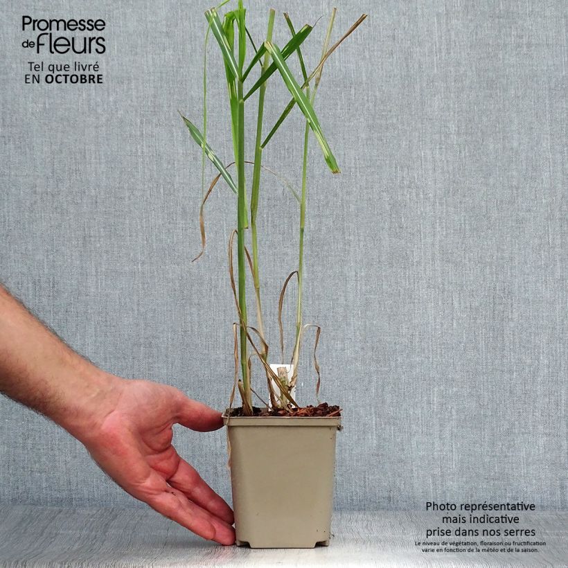 Exemplar von Riesen-Chinaschilf Alligator - Miscanthus giganteus Topf 10 cm/11cm wie im Herbst geliefert