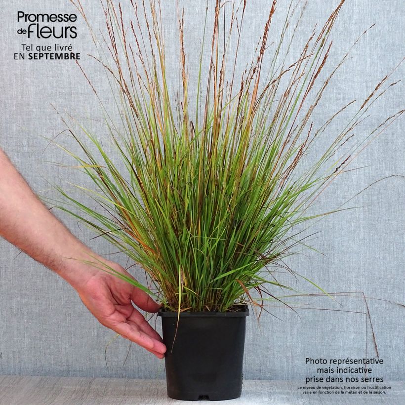 Exemplar von Molinia caerulea Heidezwerg - Blaue Pfeifengras Topf mit 2L/3L wie im Sommer geliefert
