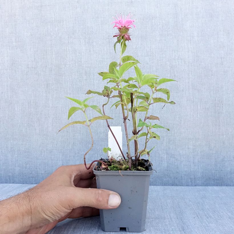 Exemplar von Monarda didyma Croftway Pink - Goldmelisse Kleine Töpfe von 8/9 cm wie im Sommer geliefert