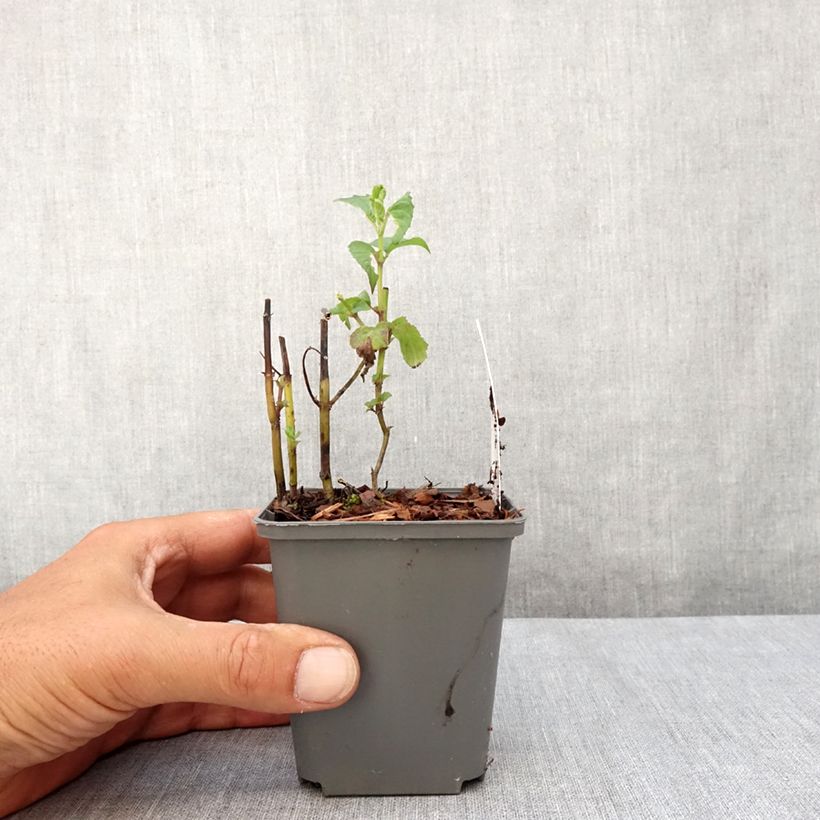 Exemplar von Monarda x fistulosa Feuerschopf - Indianernessel Kleine Töpfe von 8/9 cm wie im Sommer geliefert