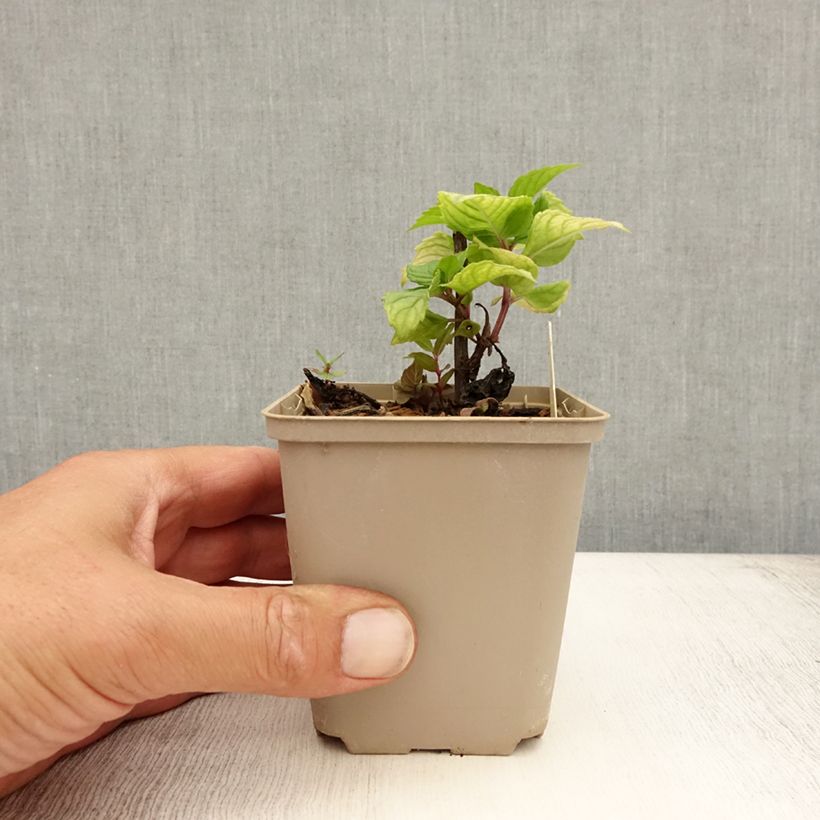 Exemplar von Monarda Fireball - Indianernessel Kleine Töpfe von 8/9 cm wie im Sommer geliefert