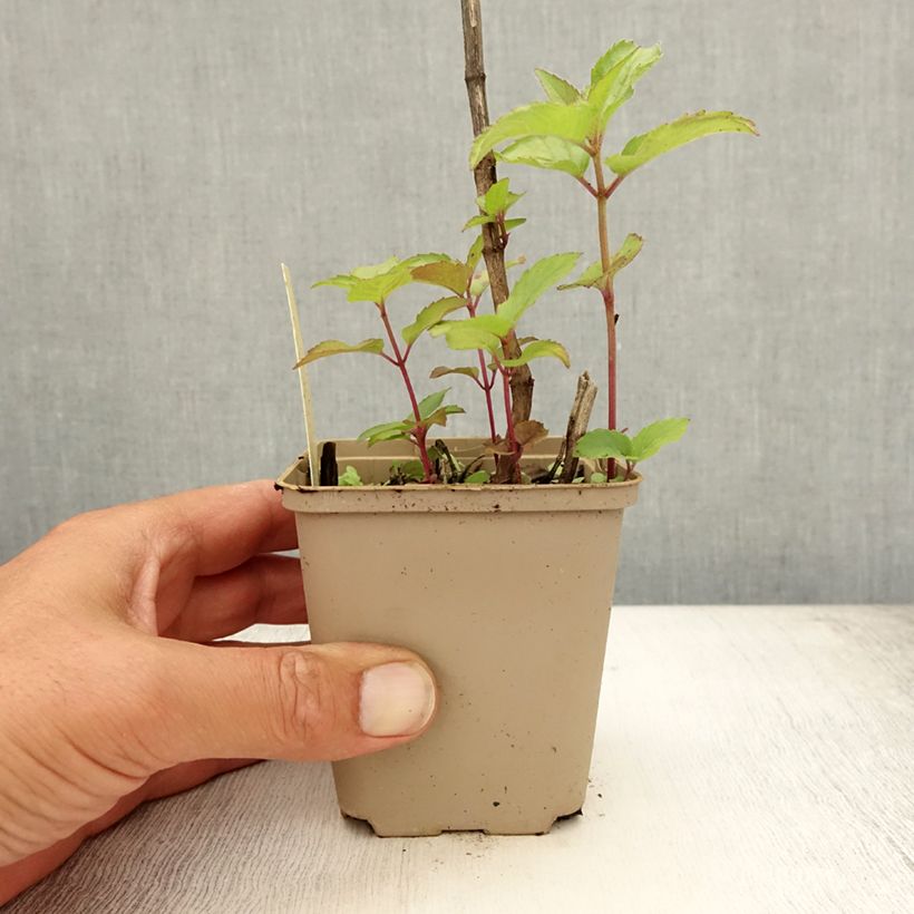 Exemplar von Monarda Heidelerche - Indianernessel Kleine Töpfe von 8/9 cm wie im Sommer geliefert