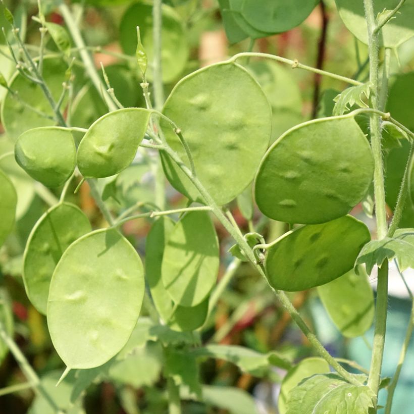 Silberblatt Alba - Lunaria annua (Laub)