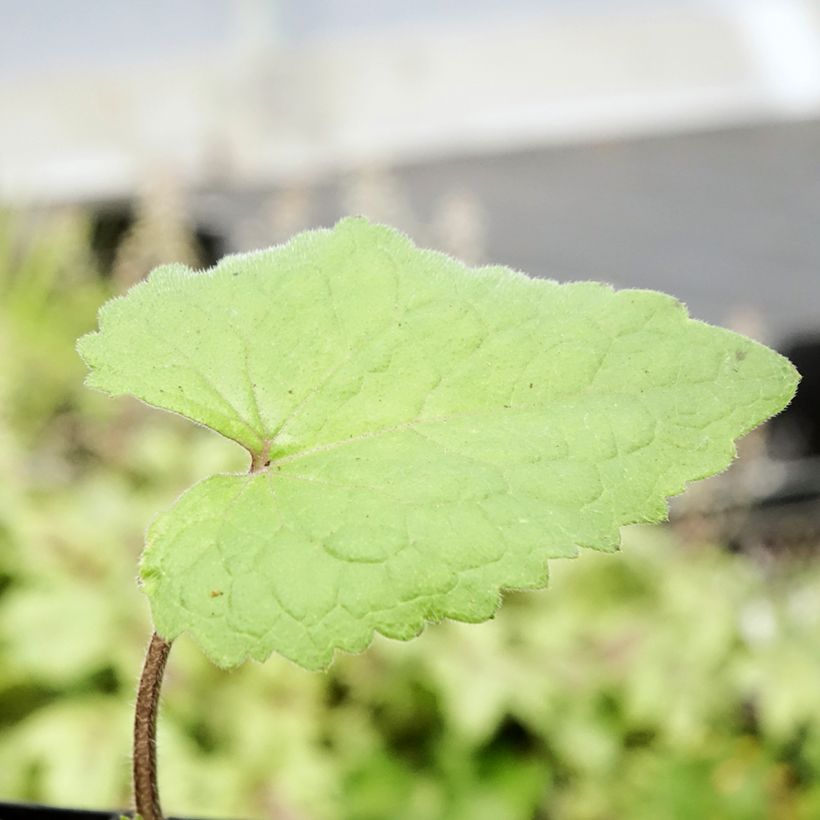 Silberblatt - Lunaria annua (Laub)