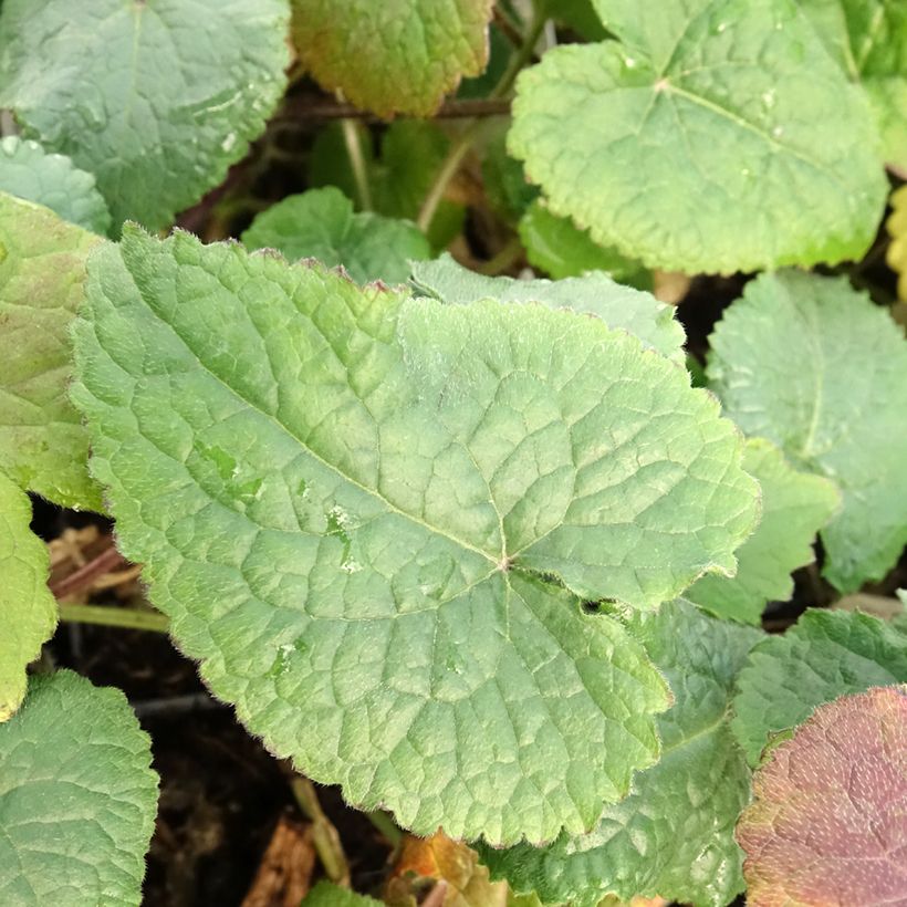 Silberblatt - Lunaria annua (Laub)