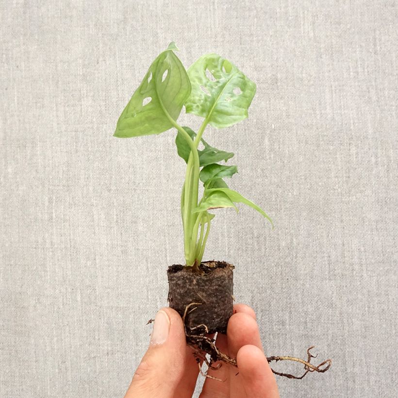 Exemplar von Monstera adansonii - Fensterblatt Mini-plante wie im Frühjahr geliefert